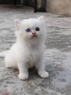 Persian