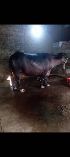 buffalo