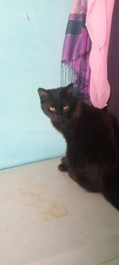 cats for sale
