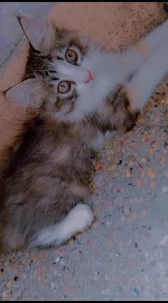 cat for sell