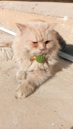 Hey i am selling my cat all oky tran bhe hoi han
