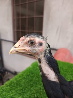 Pure Burmi Pakoye Chicks Age 2 months Aseel Thai/ Burmi/ Trat/ Shamoo