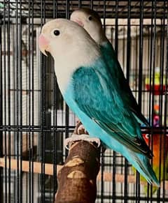 Lovebird alongwith Cage