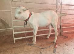 Taddy bakra