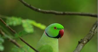 parrot