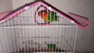 Lovebirds