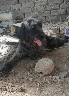 Dog