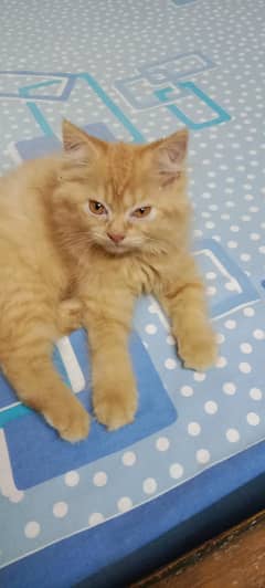 healthy and active male cat age 3 months