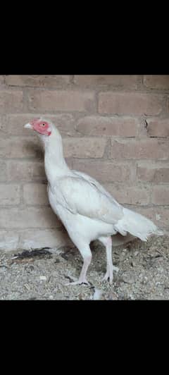Top