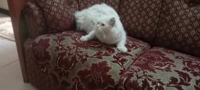 white Persian triple coat female