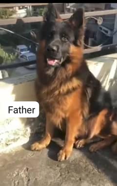 shepherd show class pups