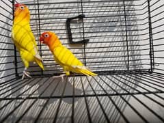 albino red eyes . creaminos . colour love bird breeder