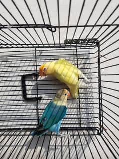 albino red eyes . creaminos . colour love bird breeder