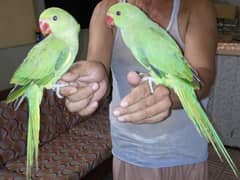 ring neck pair chicks 3 month