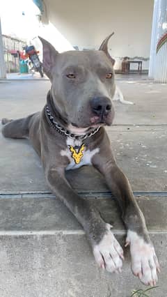Pure pitbull dog available fully trained number 03005426860
