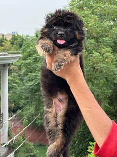 German shepherd puppies