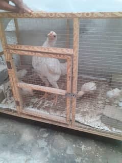 pure heera aseel  female with 4 chick's  and cage