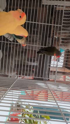 love birds sale 2 pair urgent
