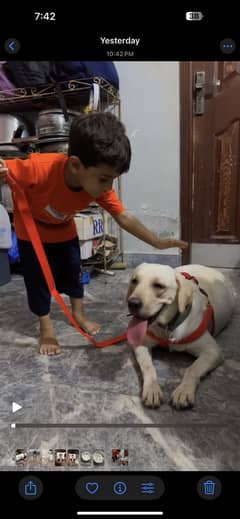 Labrador