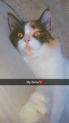 Persian Cross Female cat for sale only serious buyer contact me