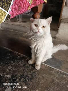 Turkish Angora cat for sale