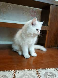 Persian kittens for sale
