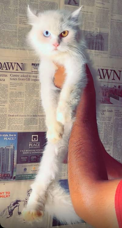 sale cat