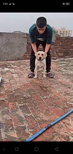 Labrador British female available