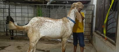 Makhi chenna bakra