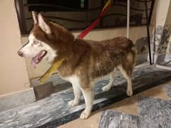 Husky