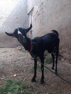 pure babrbari bakri  03138881473