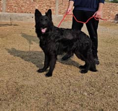 Black long coat pair, age 13months.