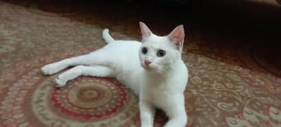 cate for meeting