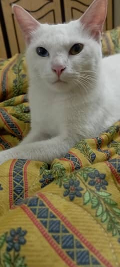 cate for meeting