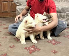 Siberian husky