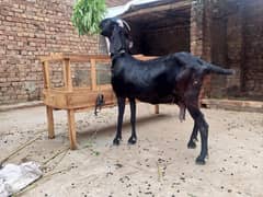 pure betal ghaben tyar bakri 20 din lati ha