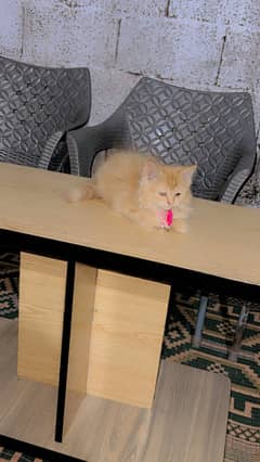 Trend cat
