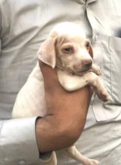 Pointer pup for sale age 1 month