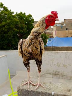 Aseel male females both price