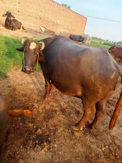 Buffalo