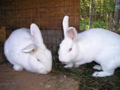 Pair of Rabbits red eye colour pure white