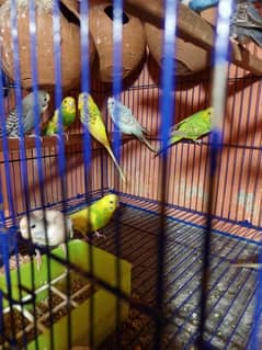 urgent sales breedable pair
