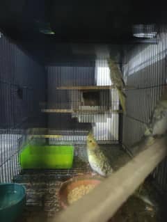 For sale 1 pice 1500 3 Pice available 1 hang taim