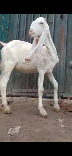 gaban
