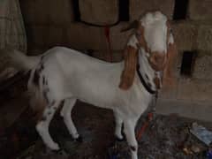 Desi bakri