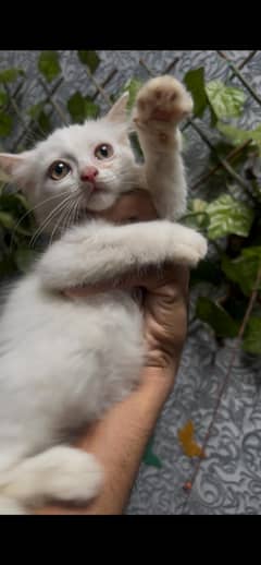 cat for sale. . . .