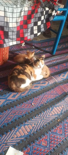 calico cat