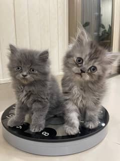 Persian+Shorthair+Himalayan.