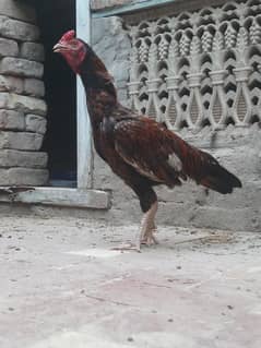 Aseel Murga and Murgi