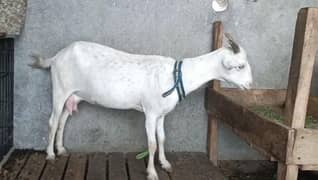 gulabi